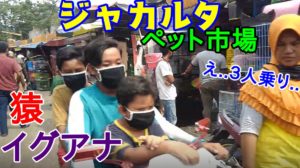 ジャカルタ　ペット市場　インドネシア